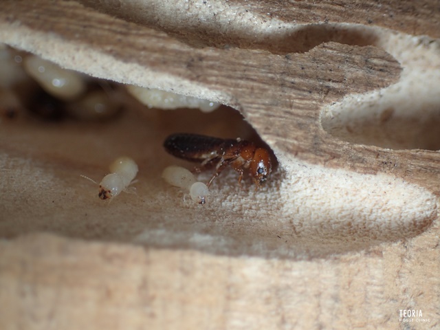 アメリカカンザイシロアリを正しく知ろう 生態や特徴を徹底解説 シロアリ1番